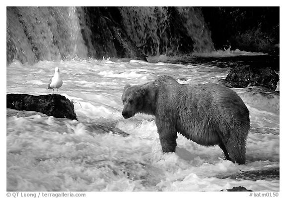 Brown bear and bird at the base of Brooks falls. Katmai National Park, Alaska, USA.