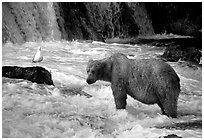 Brown bear and bird at the base of Brooks falls. Katmai National Park, Alaska, USA. (black and white)