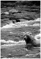 Alaskan Brown bear (Ursus arctos) fishing for salmon at Brooks falls. Katmai National Park, Alaska, USA. (black and white)