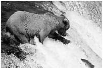 Brown bear extending leg to catch jumping salmon at Brooks falls. Katmai National Park, Alaska, USA. (black and white)