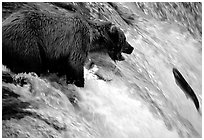 Brown bear (Ursus arctos) trying to catch leaping salmon at Brooks falls. Katmai National Park, Alaska, USA. (black and white)