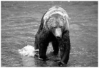 Alaskan Brown bear in the Brooks river. Katmai National Park ( black and white)