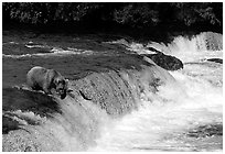 Overview of Brooks falls. Katmai National Park ( black and white)