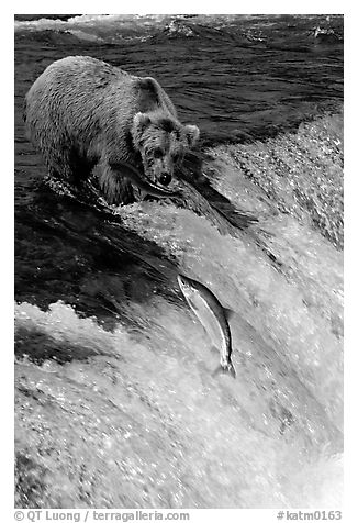 Brown bear watching a salmon jumping out of catching range at Brooks falls. Katmai National Park, Alaska, USA.