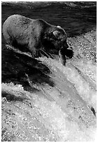 Alaskan Brown bear with caught salmon at Brooks falls. Katmai National Park, Alaska, USA. (black and white)