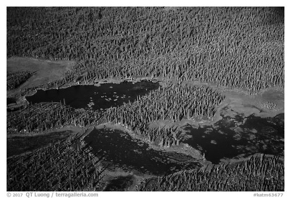 Aerial View of forest and ponds. Katmai National Park (black and white)