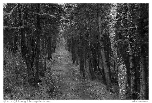 Narrow trail in dark forest, Brooks Camp. Katmai National Park (black and white)