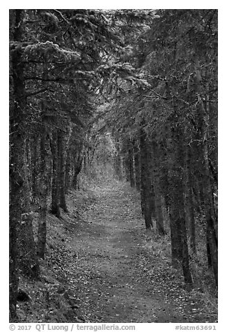 Trail in dense forest, Brooks Camp. Katmai National Park (black and white)
