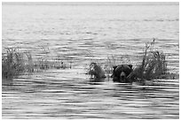 Bear head emerging from rippled water. Katmai National Park ( black and white)