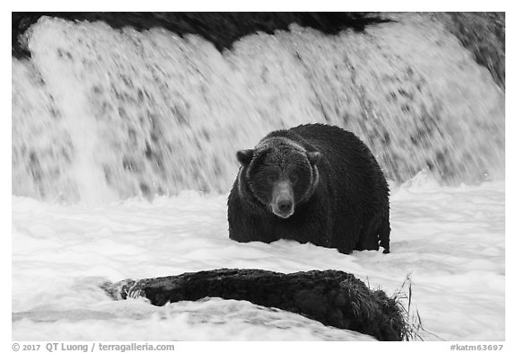 Fat brown bear at Brooks Falls. Katmai National Park (black and white)