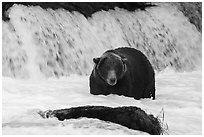 Fat brown bear at Brooks Falls. Katmai National Park ( black and white)