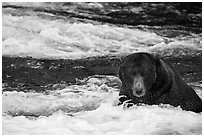 Coastal Bear in Brooks River. Katmai National Park ( black and white)