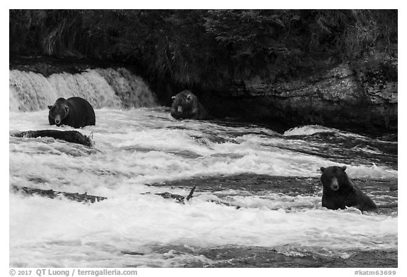 Bears in Brooks River below Brooks Falls. Katmai National Park (black and white)