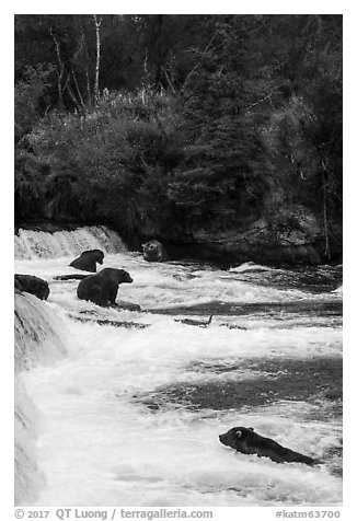 Grizzly Bears gathered at Brooks Falls. Katmai National Park (black and white)