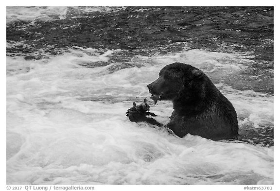 Brown Bear eating salmon, Brooks River. Katmai National Park (black and white)