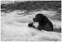 Brown Bear eating salmon, Brooks River. Katmai National Park ( black and white)