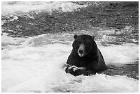Grizzly Bear eating a salmon, Brooks River. Katmai National Park ( black and white)