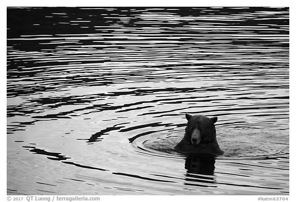 Bear and ripples, Brooks River. Katmai National Park (black and white)