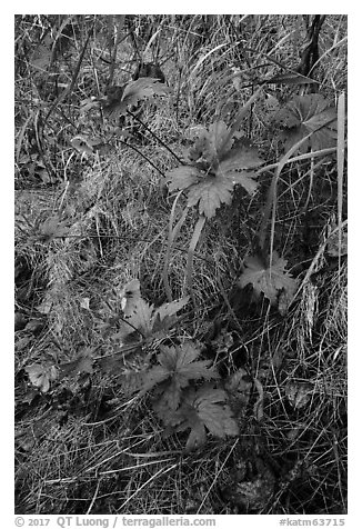 Wildflowers and leaves in autumn color. Katmai National Park (black and white)