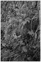 Wildflowers and leaves in autumn color. Katmai National Park ( black and white)