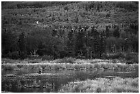 Wetlands and forest with distant bear and seagulls. Katmai National Park ( black and white)