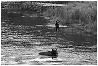 Brown bears swimming, Brooks River. Katmai National Park ( black and white)