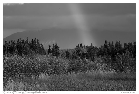 Grasses and rainbow, Brooks Camp. Katmai National Park (black and white)
