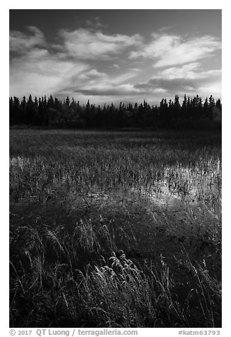 Grasses and pond, Brooks Camp. Katmai National Park (black and white)