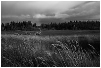 Grasses, meadow, and rainbow. Katmai National Park ( black and white)