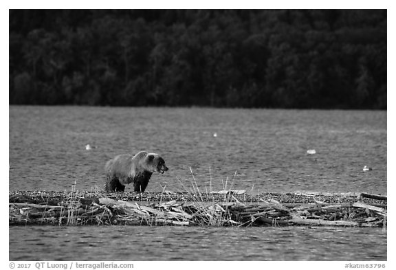 Grizzly bear walking on gravel bar, Naknek Lake. Katmai National Park (black and white)