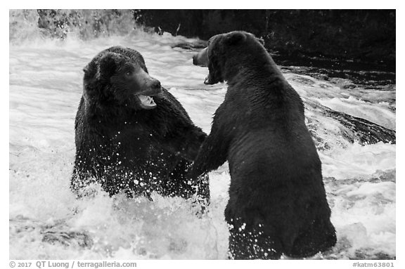 Brown bears fighting, Brooks River. Katmai National Park (black and white)