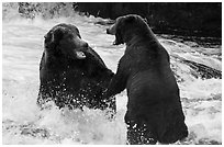 Brown bears fighting, Brooks River. Katmai National Park ( black and white)