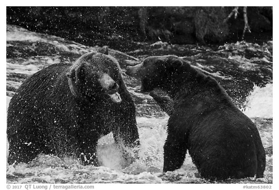 Grizzly bears fighting in Brooks River. Katmai National Park (black and white)