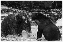 Grizzly bears fighting in Brooks River. Katmai National Park ( black and white)