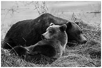 Sow and bear cub sleeping. Katmai National Park ( black and white)