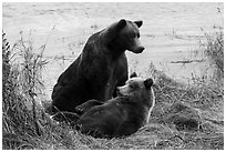 Sow and brown bear cub. Katmai National Park ( black and white)