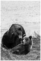 Sow and grizzly bear cub. Katmai National Park ( black and white)