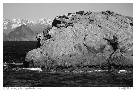 Rock with cormorant and sea lions in Aialik Bay. Kenai Fjords National Park (black and white)