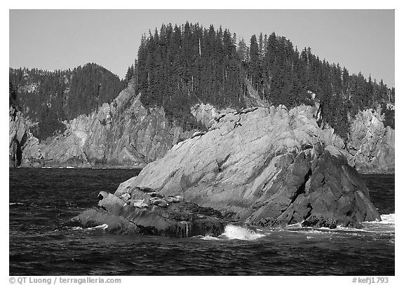 Sea lions on rock in Aialik Bay. Kenai Fjords National Park (black and white)