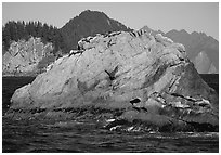 Rock with sea lions in Aialik Bay. Kenai Fjords National Park ( black and white)