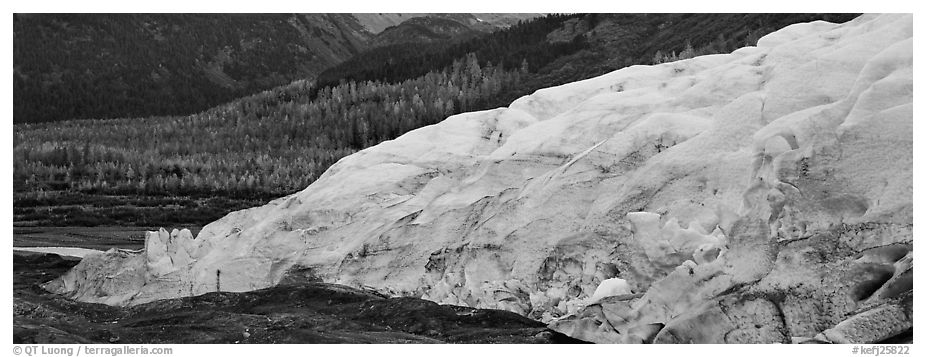 Glacier and trees in autumn color. Kenai Fjords  National Park (black and white)
