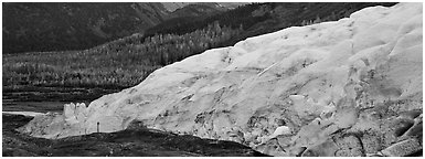 Glacier and trees in autumn color. Kenai Fjords National Park (Panoramic black and white)