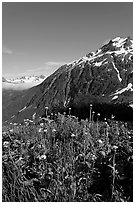 Wildflowers and peak. Kenai Fjords National Park ( black and white)