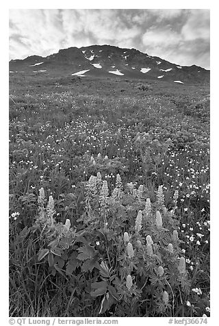 Lupine, buttercups, and rocky ridge. Kenai Fjords National Park (black and white)