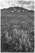 Lupine, buttercups, and rocky ridge. Kenai Fjords National Park, Alaska, USA. (black and white)