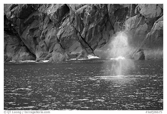 Whale spouting. Kenai Fjords National Park, Alaska, USA.