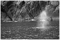 Whale spouting. Kenai Fjords National Park, Alaska, USA. (black and white)