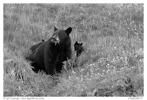Black bear with cubs. Kenai Fjords National Park, Alaska, USA.