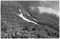 Lupine, neve, and verdant mountain slopes. Kenai Fjords National Park, Alaska, USA. (black and white)