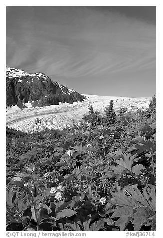 Wildflowers and Exit Glacier. Kenai Fjords National Park (black and white)